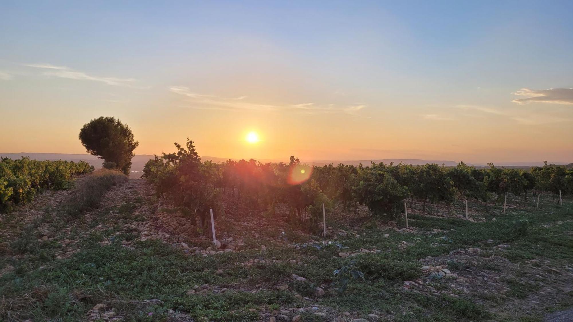Le Willow Châteauneuf-du-Pape Exteriér fotografie