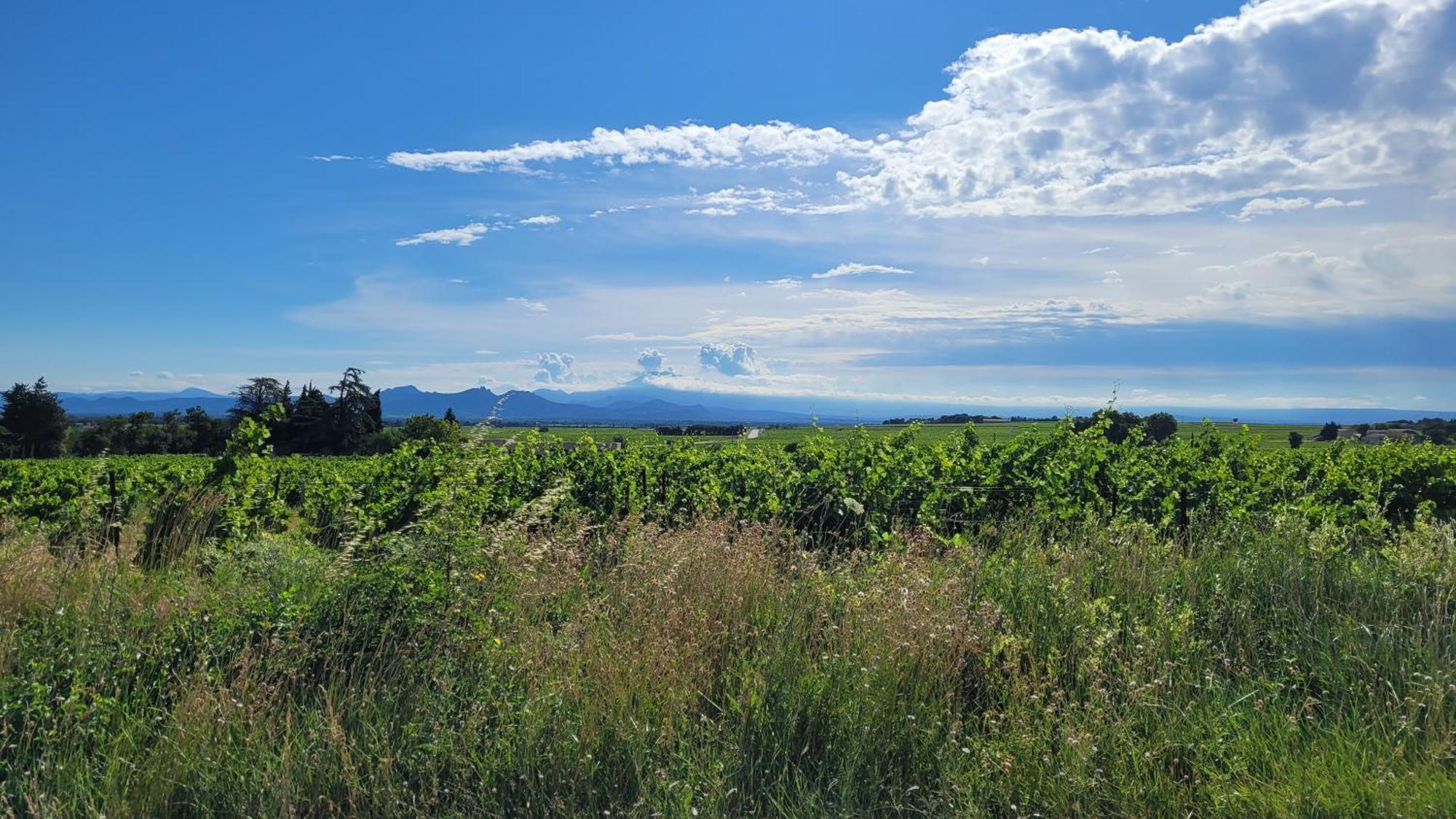 Le Willow Châteauneuf-du-Pape Exteriér fotografie